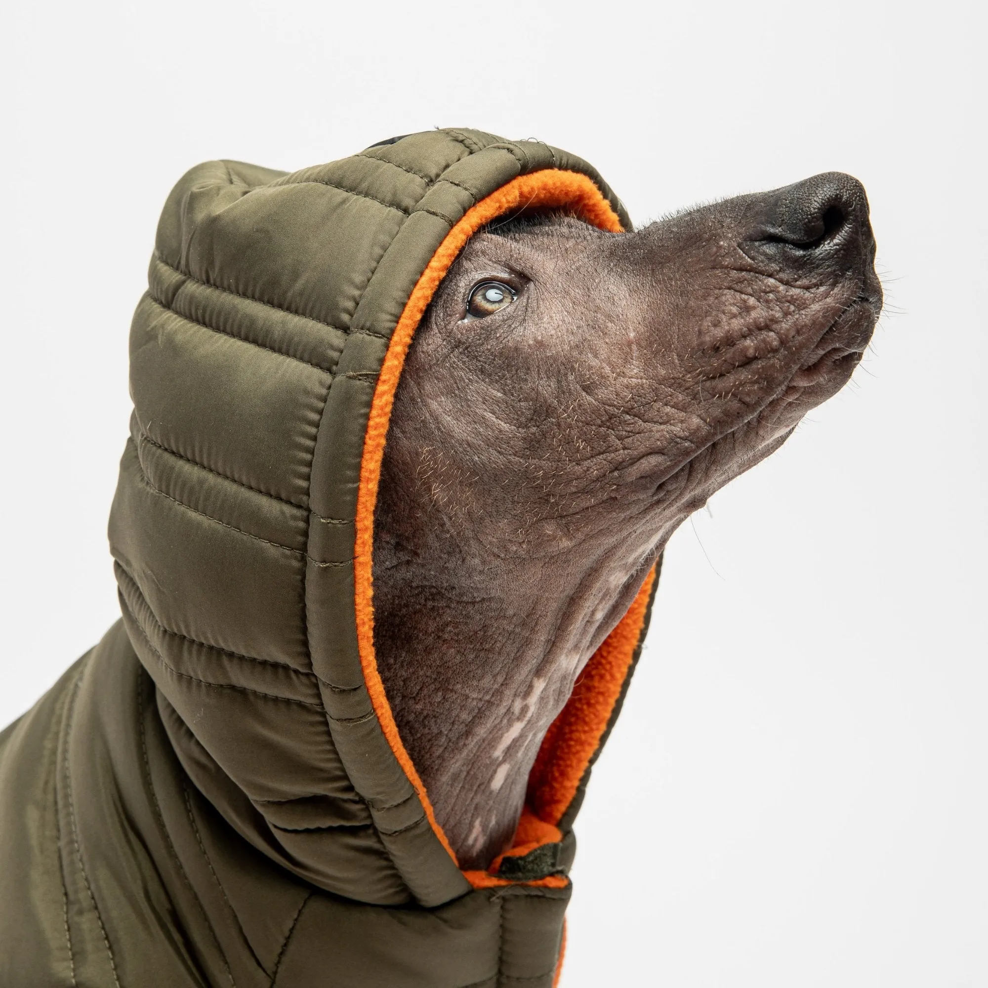🌲 Noah Dog Jacket – Quilted Water-Resistant Winter Coat with Harness Access (Cypress Green)